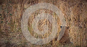Wild leopard hidden in the bush looking for preys