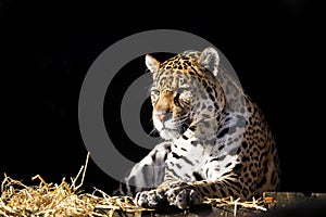 Wild leopard lying relaxed