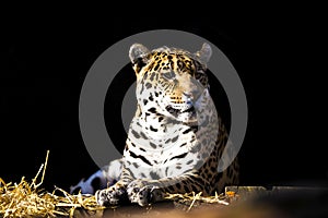 Wild leopard lying relaxed