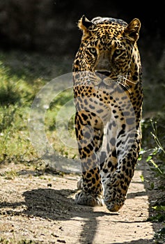 Wild leopard on a morning walk.