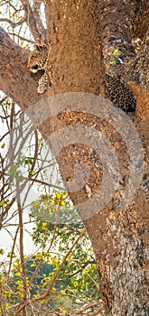 Wild leopard over the tree looking for preys