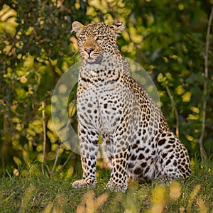 Wild Leopard Portrait