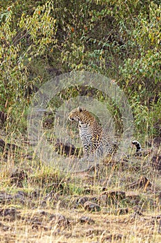 Wild Leopard sitting on the edge of the forest and looking