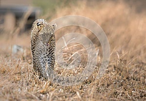 Wild leopard walking on grasses during hunting in Masai Mara, Kenya