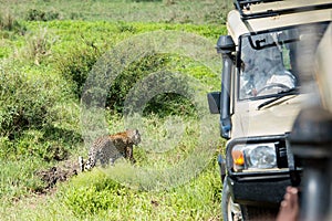 Wild leopard walking in Serengeti national park close to the car with tourists
