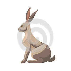 Wild leous, bunny profile. Hare, rabbit, forest animal with long ears. Jackrabbit character sitting, side view. cute mammal.