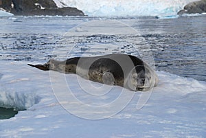 Leopard Seal Antarctica