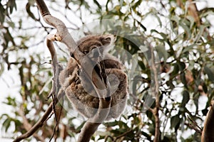 Wild life in Australia