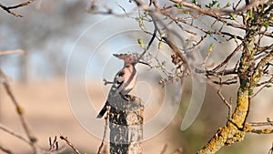 Wild life birds. Eurasian Hoopoe, scientific name is Upupa Epops, is from the Upupidae family