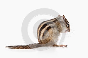 Wild life. Chipmunk isolated on white background