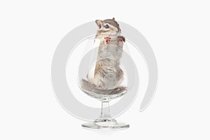 Wild life. Chipmunk isolated on white background