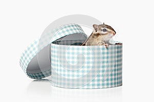 Wild life. Chipmunk isolated on white background