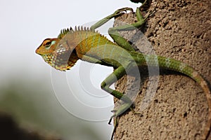 Wild life,reptile ,camilion dragon, colorful lizard