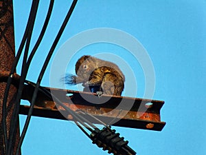 wild life. squireel bussy grooming with clear blue sky bakcground
