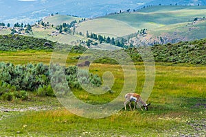 Wild life in Yellowstone