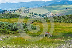 Wild life in Yellowstone