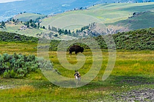 Wild life in Yellowstone