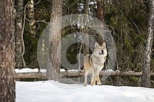 Wild life. The young wolf came to the edge of the forest. Winter landscape. Life of animals