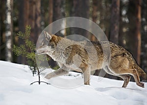 Wild life. A young wolf runs along the edge of the forest. Winter landscape. Life of animals