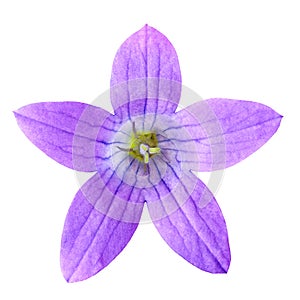 Wild lilac blue bell flowercampanula, isolated on a white background. Close-up.