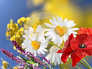 Wild  lilac and red poppy flowers and white yellow daisy on front blue sky floral summer, nature background