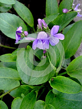 Wild Lilac violet grows in the garden