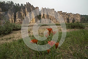 Wild lilies on the banks of the taiga river.