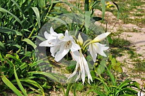 Wild Lilium candidum blooming in sunny day