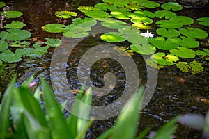 Wild Lillypads and lotus