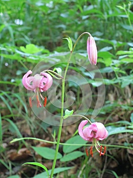 A wild Lily in a forrest in Switzerland photo