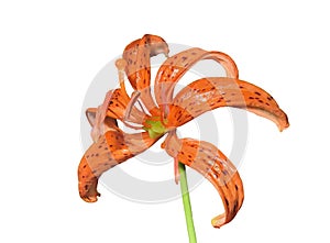 Wild lily Lilium distichum 7