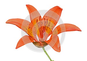 Wild lily (Lilium pensylvanicum) 7