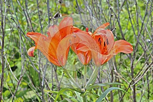 Wild lily (Lilium pensylvanicum) 5 photo