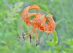 Wild lily Lilium pseudotigrinum 1