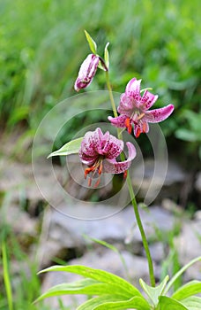 wild lily of purple color typical of alpine flora in the mountai photo