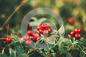 Wild lingon berries closeup, Norway nature.