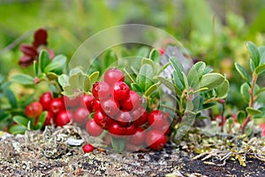 Wild lingonberry bush close up.