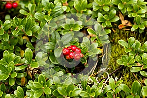 Wild Lingonberry / Cowberry plants