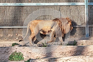 Wild lion in cage