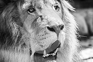 Wild Lion King Feline In Safari