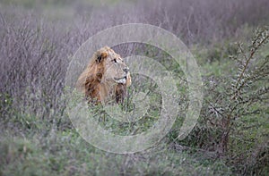 Wild Lion King Feline In Safari Portrait in Kenya