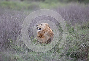 Wild Lion King Feline In Safari Portrait in Kenya