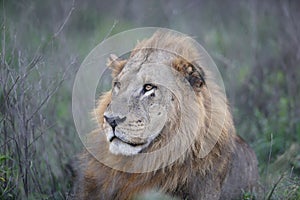 Wild Lion King Feline In Safari Portrait in Kenya