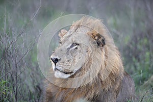 Wild Lion King Feline In Safari Portrait in Kenya