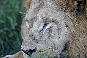 Wild Lion King Feline In Safari Portrait in Kenya