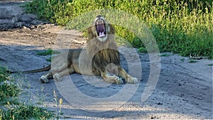 A wild lion lies on a dirt road. The head is raised, the mouth is wide open.