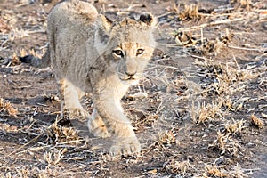 Wild Lion (Panthera leo) Cubs Walking through Grass