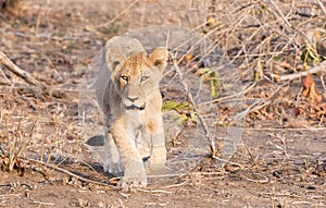 Wild Lion (Panthera leo) Cubs Walking through Grass