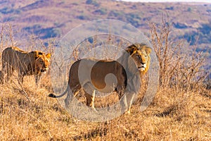 Wild Lion& x27;s pride in Nambiti hills private reserve in Ladysmith, South Africa