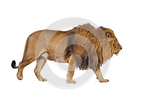 Wild lion on white isolated background.